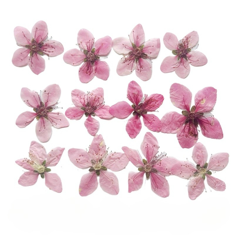 12pcs,Nature Peach Blossom Pre - Case Fan recension och pris