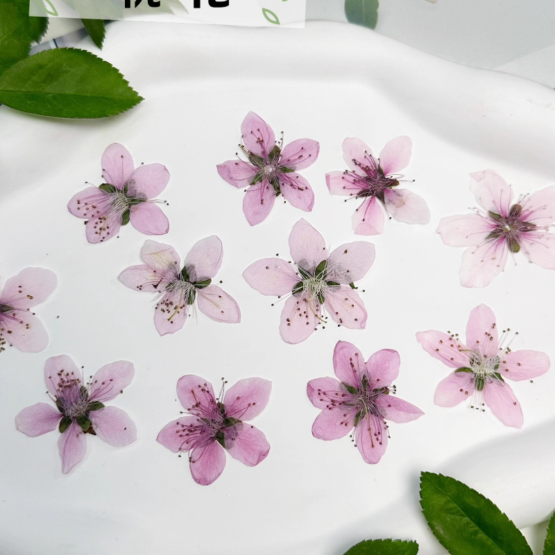 12pcs,Nature Peach Blossom Pre - Case Fan recension och pris