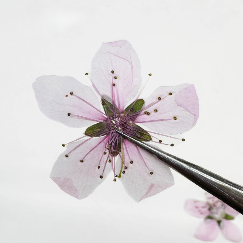 12pcs,Nature Peach Blossom Pre - Case Fan recension och pris